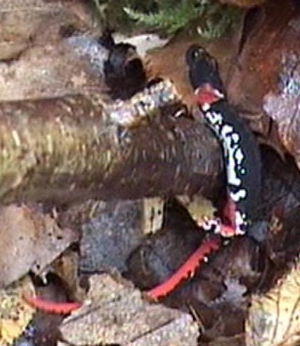 Salamandrina perspicillata